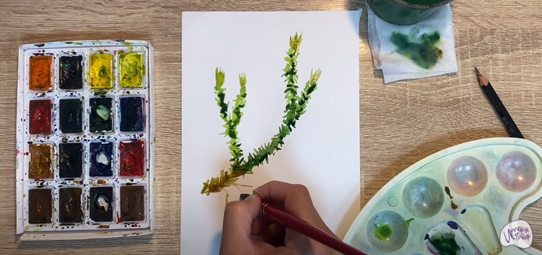Рисуем Баранец обыкновенный