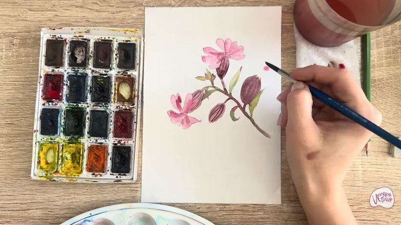 Рисуем Розовая смолёвка