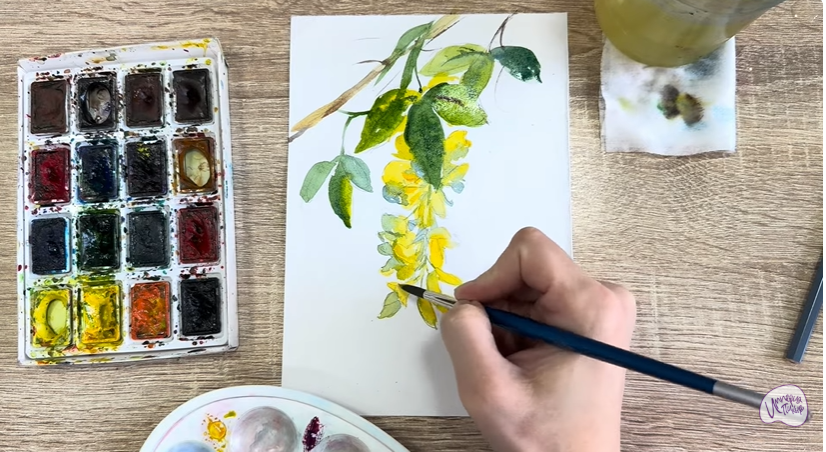 Рисуем Ветка бобовника