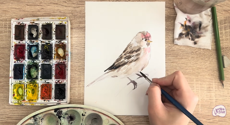 Рисуем Обыкновенная чечётка