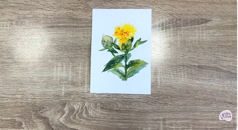 Рисуем Сафлор красильный