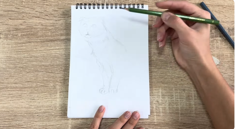 Рисуем Американский кёрл Рисуем Американский кёрл