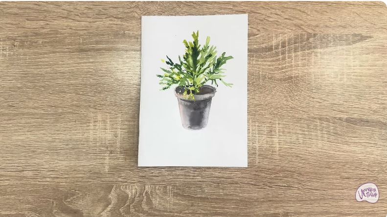 Рисуем Криптомерия японская Рисуем Криптомерия японская