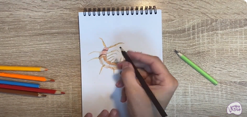 Рисуем Сороконожка