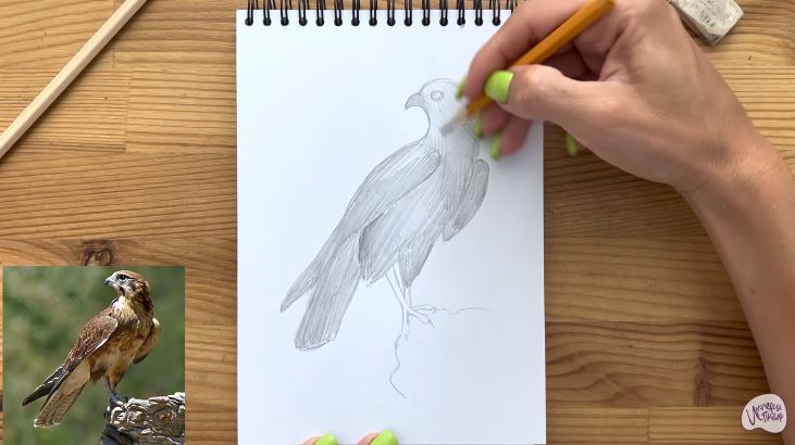 Рисуем Сокол