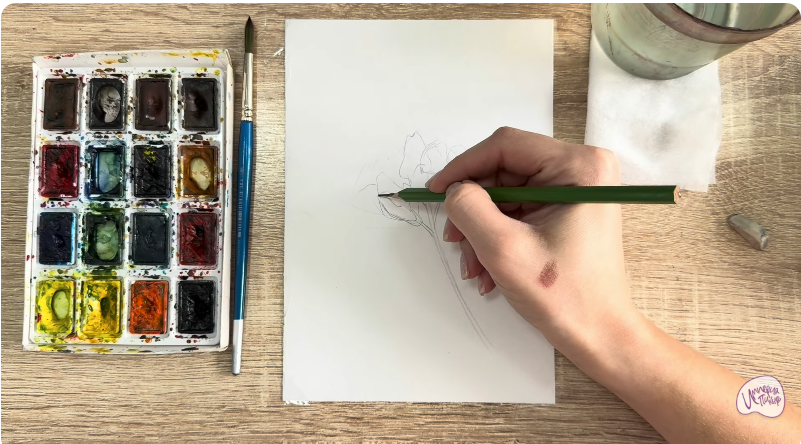 Рисуем Чина луговая