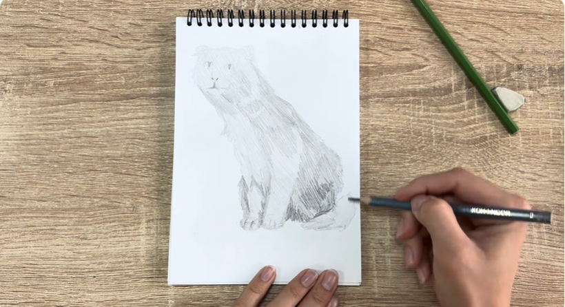 Рисуем Американский кёрл Рисуем Американский кёрл
