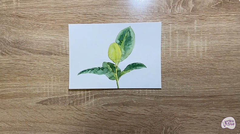 Рисуем Фикус