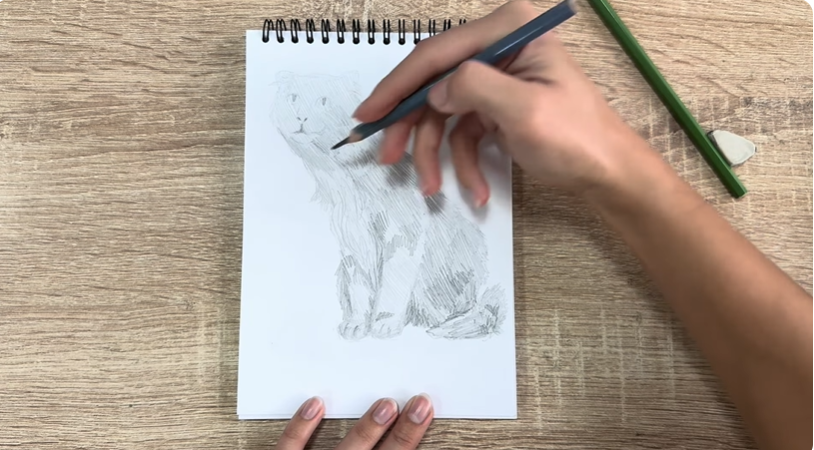 Рисуем Американский кёрл Рисуем Американский кёрл