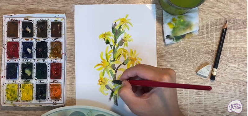 Рисуем Бузульник сибирский