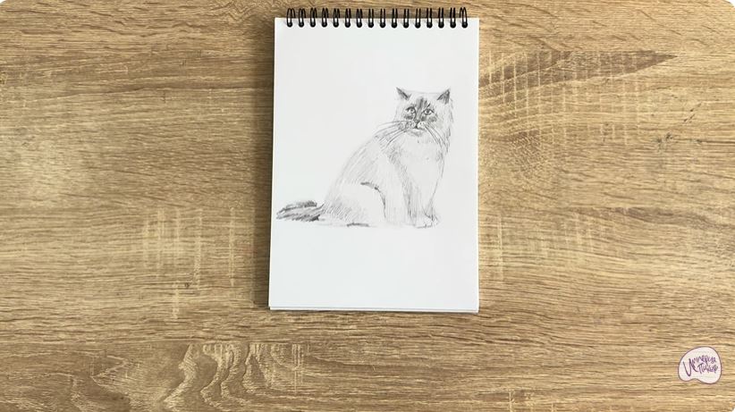 Рисуем Кошка породы Рэгдолл