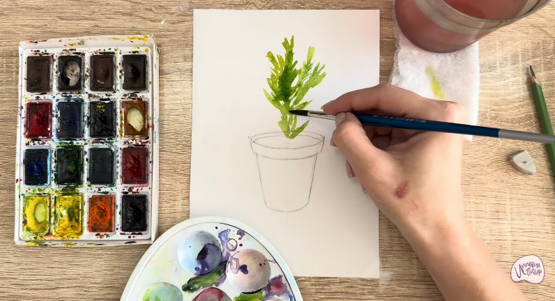 Рисуем Криптомерия японская