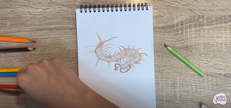 Рисуем Сороконожка