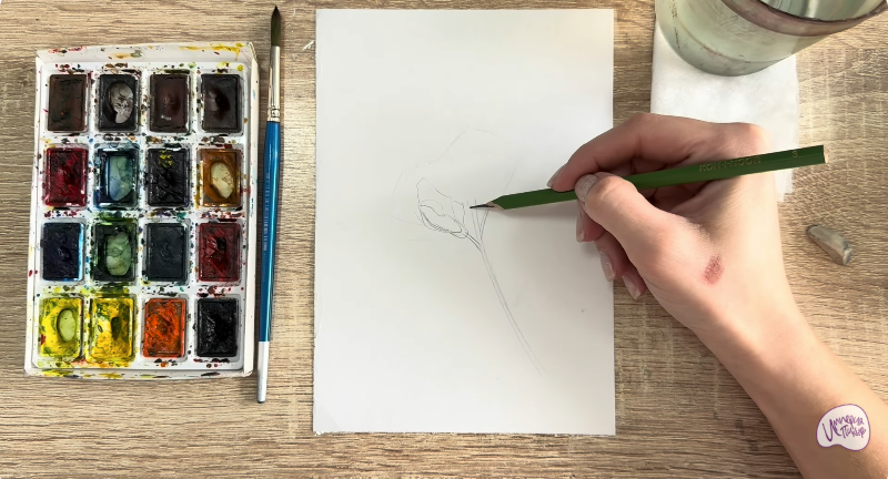 Рисуем Чина луговая