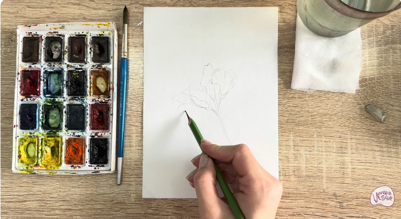 Рисуем Чина луговая