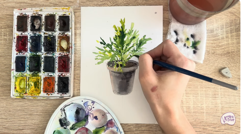 Рисуем Криптомерия японская