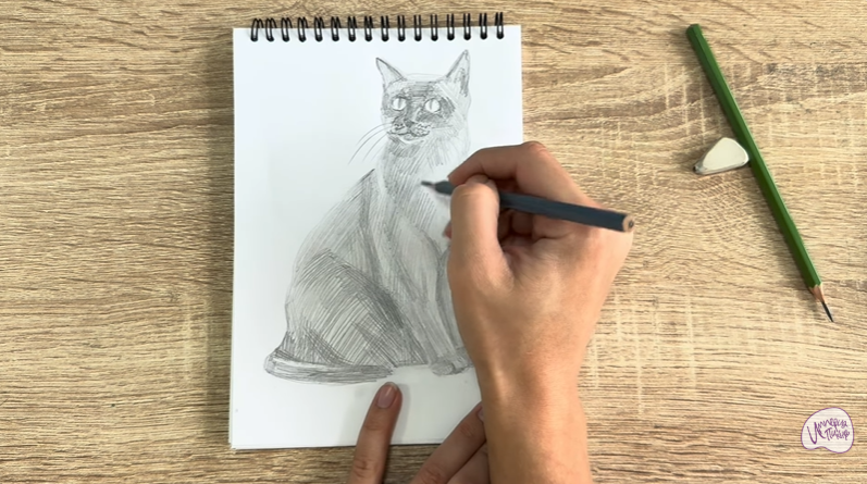 Рисуем Бурманский кот Рисуем Бурманский кот
