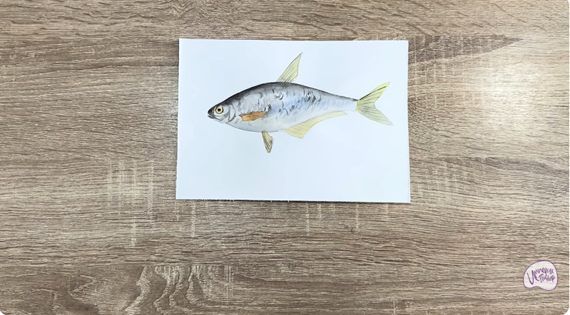 Рисуем Белоглазка