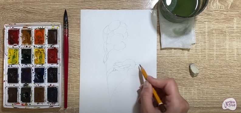 Рисуем Цветок "Лунария"