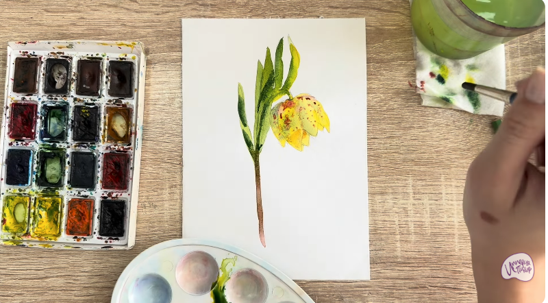 Рисуем Желтый рябчик