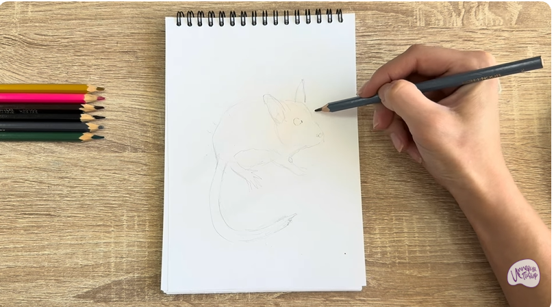 Рисуем Садовая соня