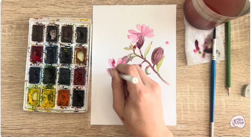 Рисуем Розовая смолёвка