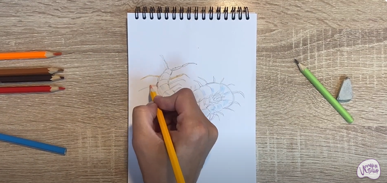 Рисуем Сороконожка