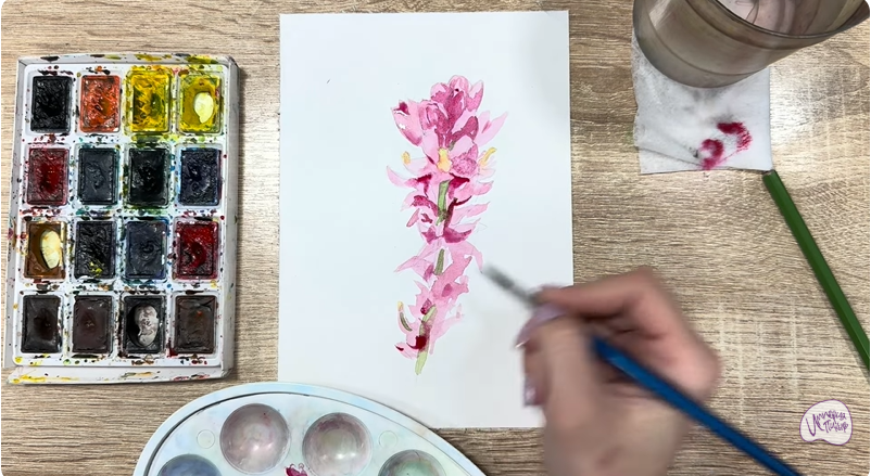 Рисуем Мирикария лисохвостая