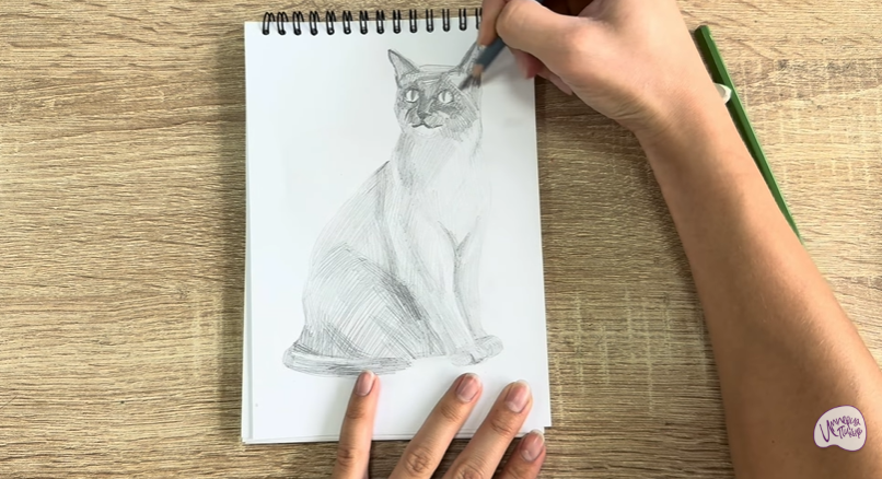 Рисуем Бурманский кот Рисуем Бурманский кот