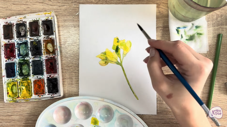 Рисуем Чина луговая