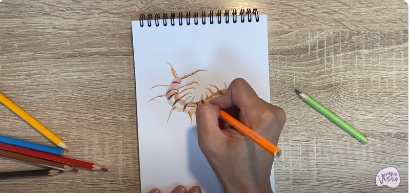 Рисуем Сороконожка
