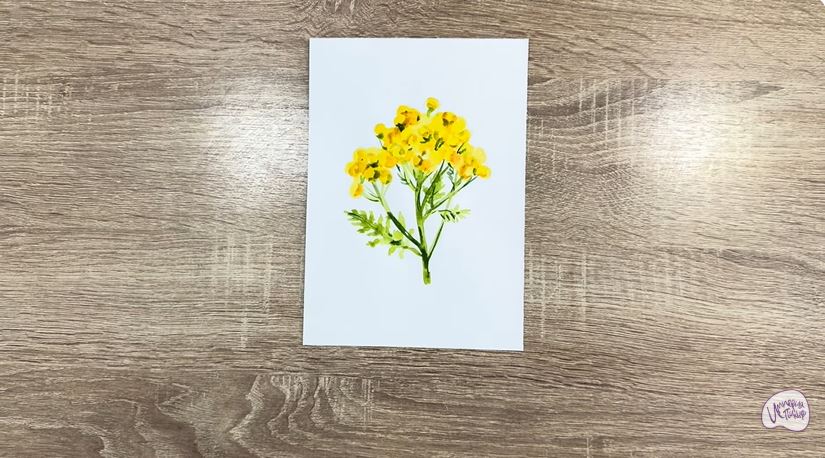 Рисуем Пижма