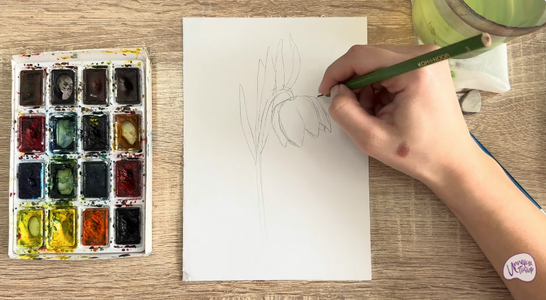 Рисуем Желтый рябчик