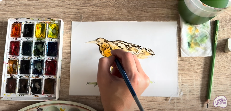 Рисуем Выпь Рисуем Выпь