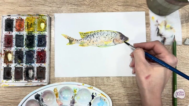 Рисуем Чернокрапчатый ворчун