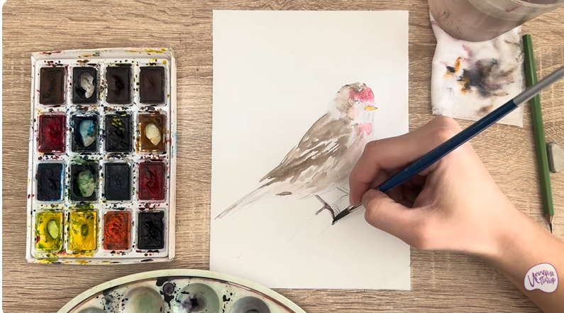 Рисуем Обыкновенная чечётка