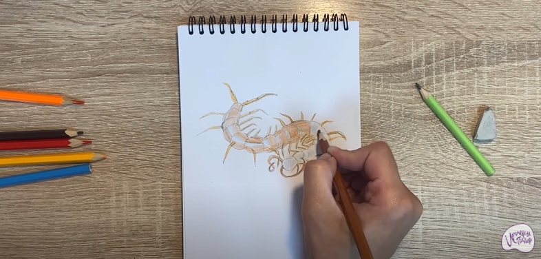 Рисуем Сороконожка