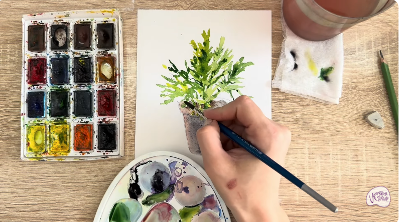 Рисуем Криптомерия японская