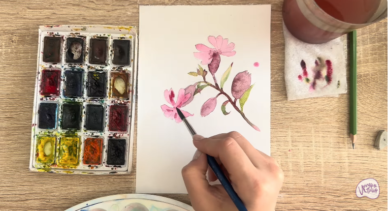 Рисуем Розовая смолёвка