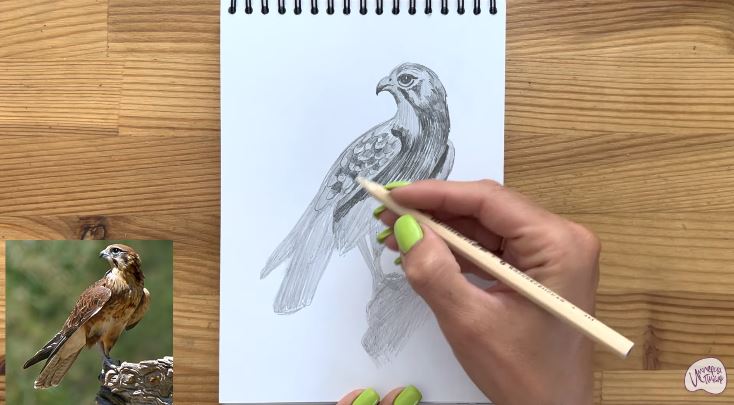 Рисуем Сокол