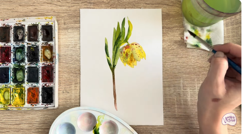 Рисуем Желтый рябчик