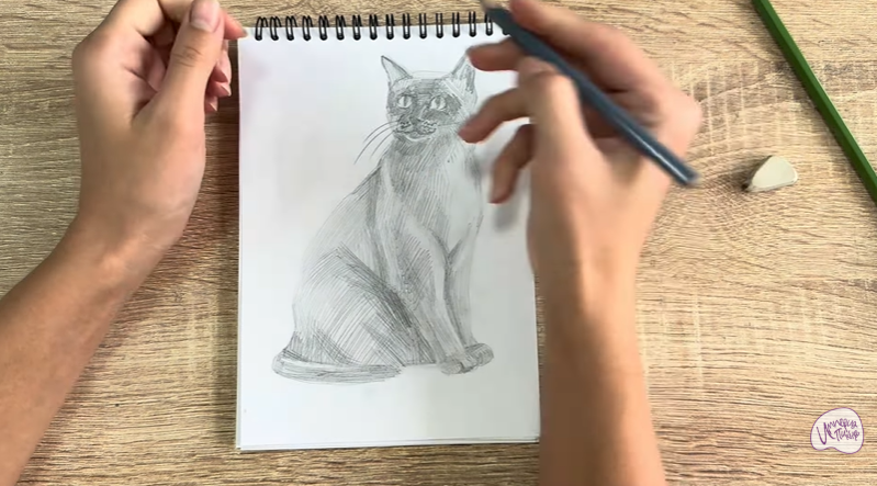 Рисуем Бурманский кот Рисуем Бурманский кот