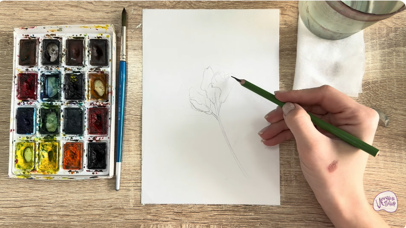 Рисуем Чина луговая