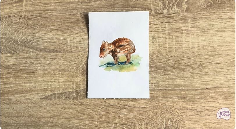 Рисуем Пака Рисуем Пака