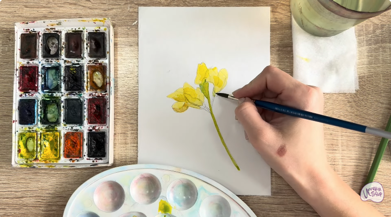 Рисуем Чина луговая