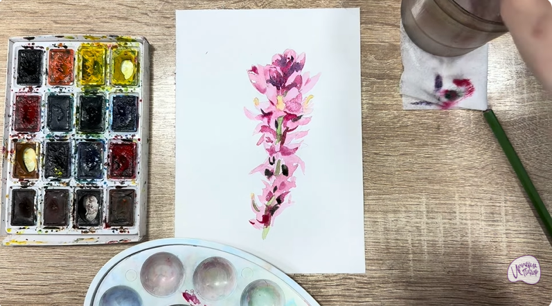 Рисуем Мирикария лисохвостая