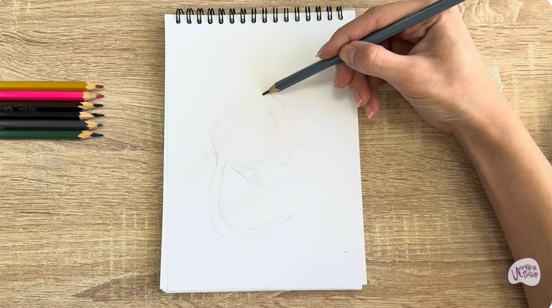 Рисуем Садовая соня