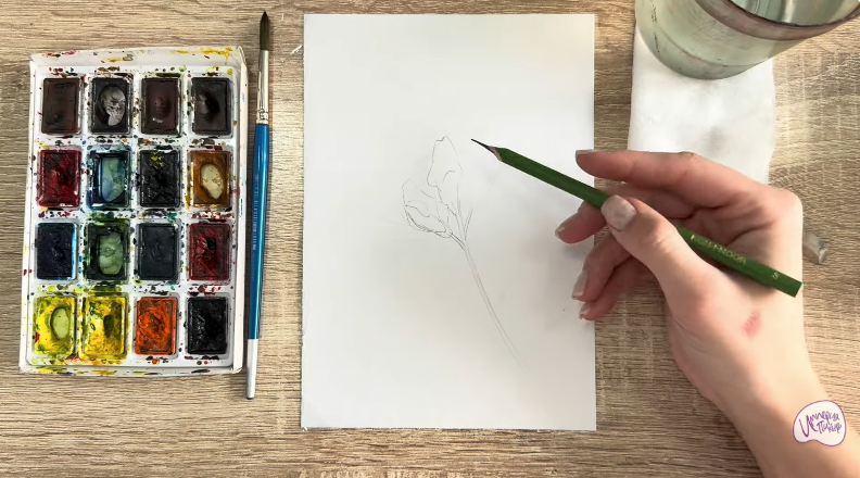 Рисуем Чина луговая