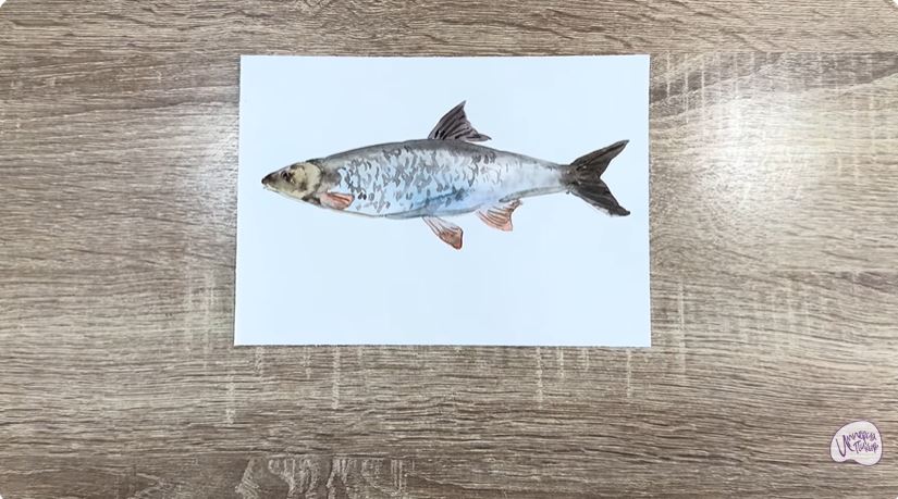 Рисуем Подуст