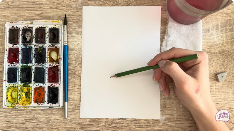 Рисуем Криптомерия японская